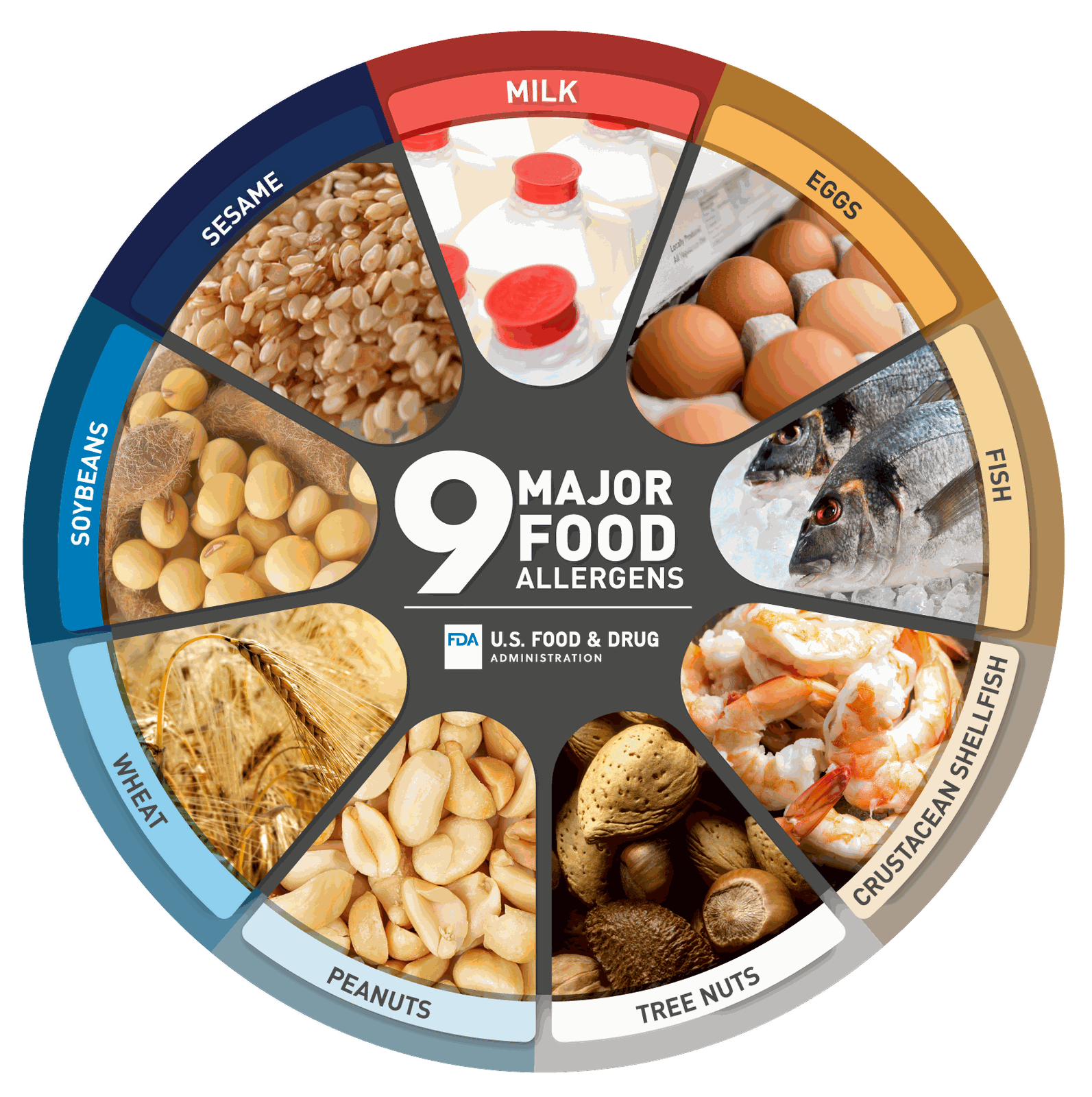 The FDA's nine major food allergens: milk, eggs, fish, crustacean shellfish, tree nuts, peanuts, wheat, soybeans and sesame
